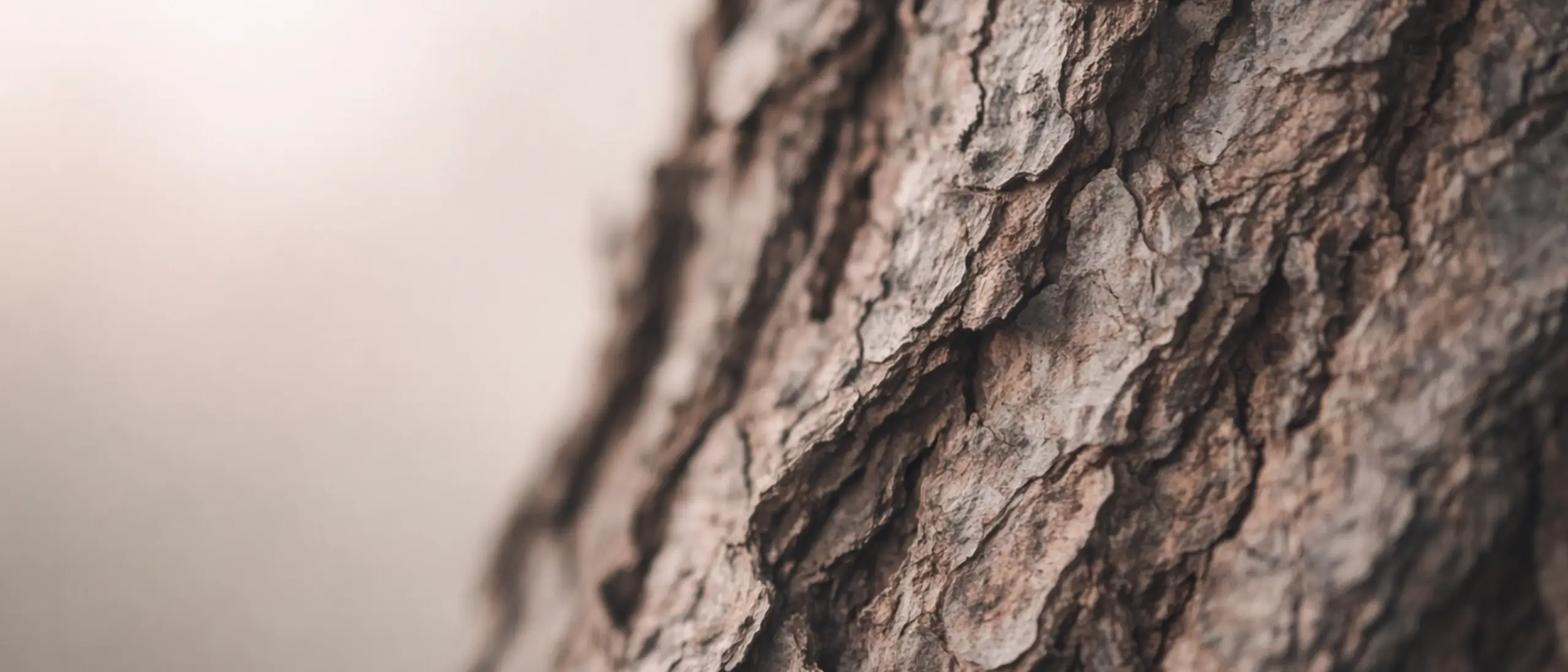 Macro photo of bark on a tree