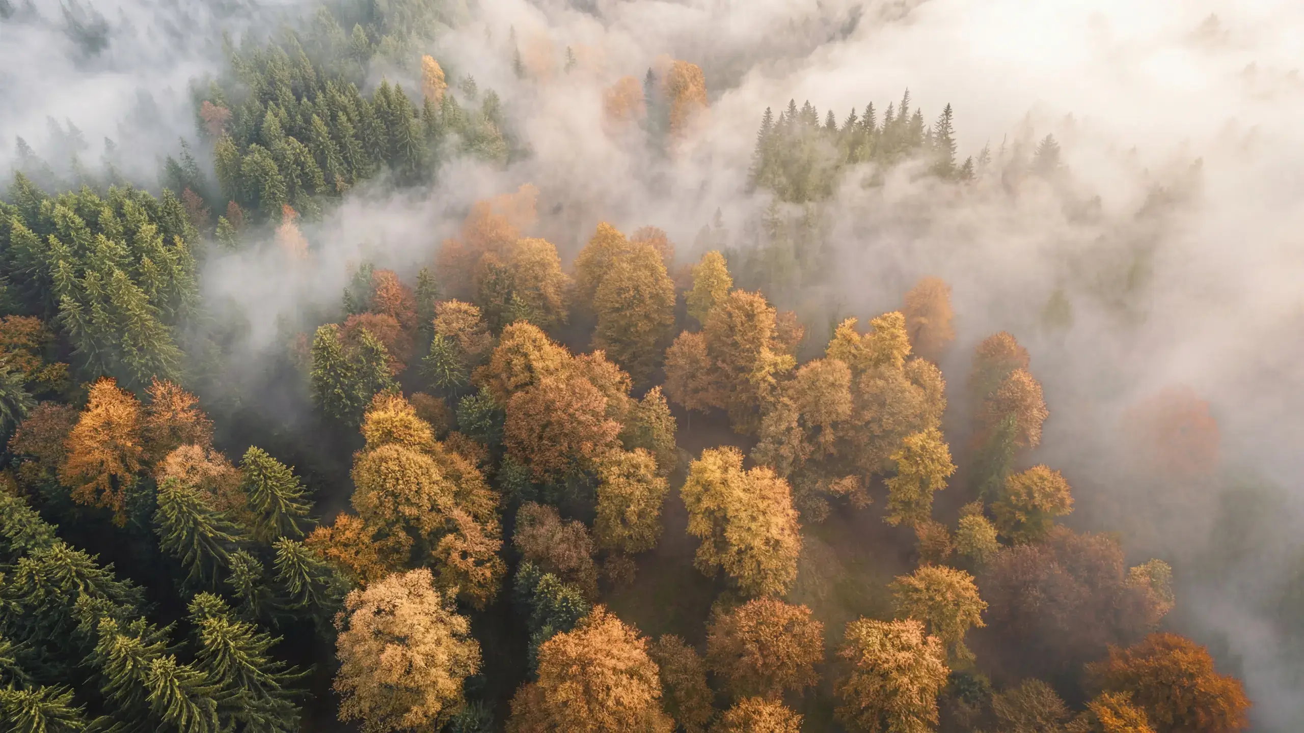 Ariel view of forest canopy with mist
