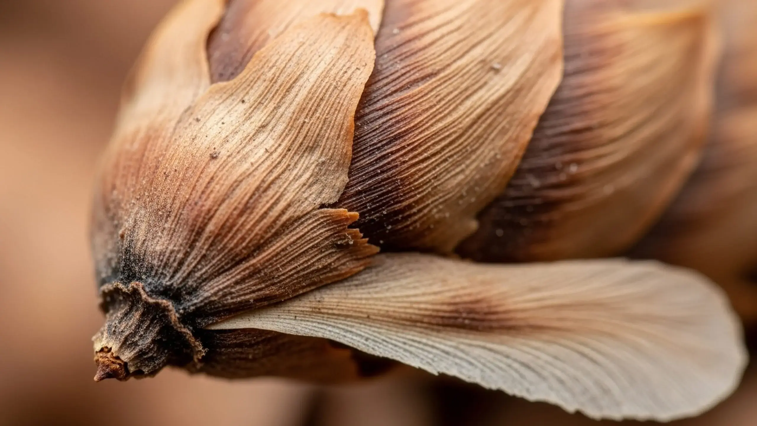 Macro close-up of a dried seed pod with layered, textured husks in warm brown tones, showing fine natural ridges and subtle variations in surface detail. The image is used on the Protirus website to reflect the careful examination of layered systems and the attention to detail brought by enterprise cybersecurity experts working in complex environments.