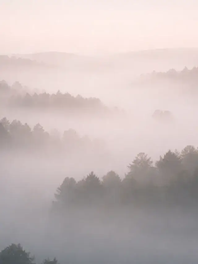 Fog drifting through a dense forest canopy, conveying visibility and control in enterprise cybersecurity consultancy